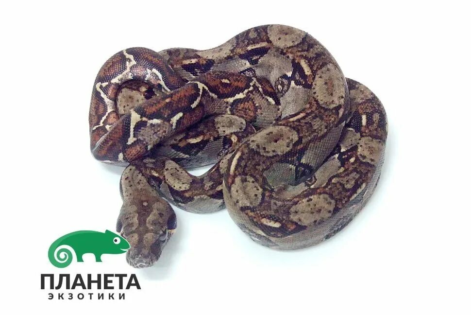 Императорский удав Коста Рика. Boa Constrictor Costa Rica. Планета экзотики Императорский удав. Удав 32 мм.