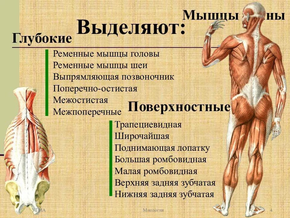 Мышцы спины топография и функции. Миология поверхностные мышцы спины.