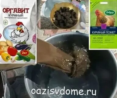Как развести куриный помет для подкормки клубники