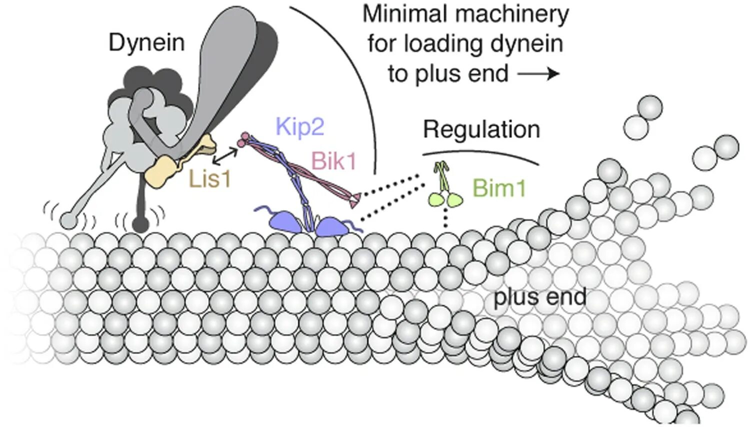 Huang et al. Huang et al. Германий пропускание. Бета пропеллер биохимия. Huang et al.