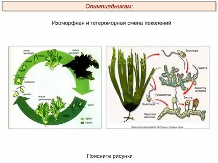 Поколение водорослей