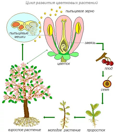 Семена покрытосеменных развиваются. Цикл размножения покрытосеменных растений схема. Размножение цветкового растения схема. Цикл развития цветковых растений. Жизненный цикл покрытосеменных растений схема.