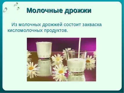 Молочные дрожжи