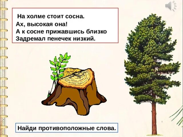 А на холме стоит. Человек который прильнул к сосне. стоит сосна текст. стоит сосна слова. человек, прильнувший к сосне щекой.