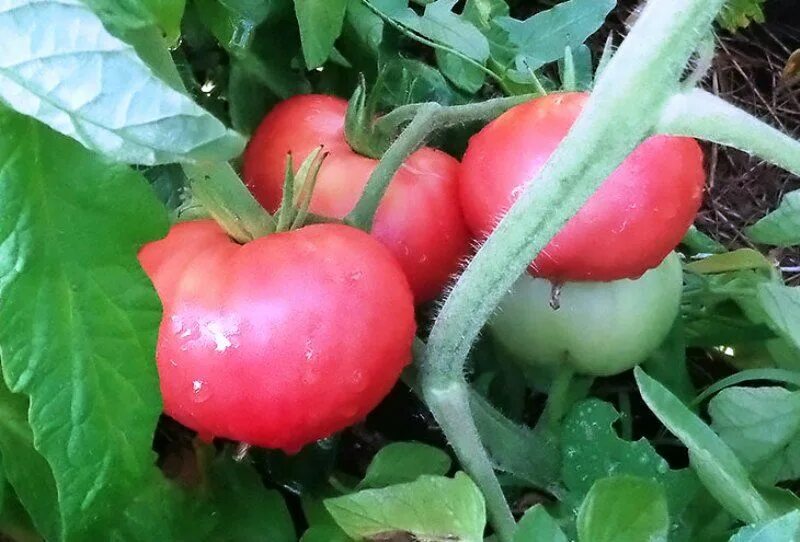 Томат черноморский гигант. Томат гигант новикова. Помидор розовый гигант. Томат розовый великан. Томат ф1 розовый гигант.