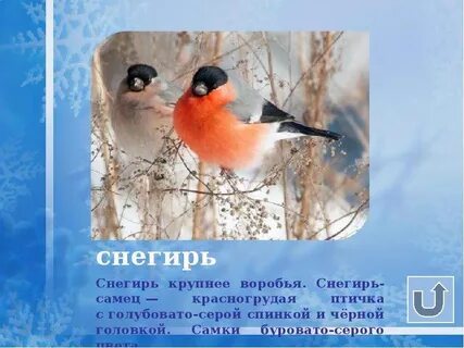 Характеристика снегиря