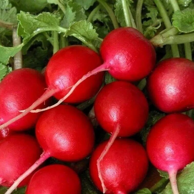 Какие сорта редиса