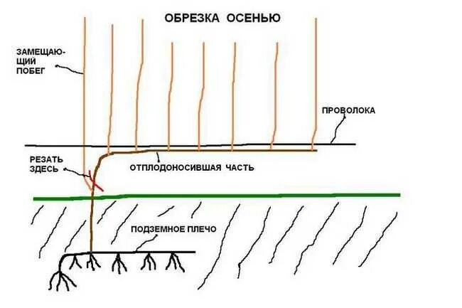 Схема обрезки винограда. Схема обрезки винограда на зиму. Схема правильной обрезки винограда. Как обрезать виноград весной для начинающих пошагово. Как обрезать виноград видео для начинающих