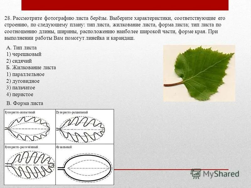 Наследственный лист. Форма листовой пластинки березы. Лист винограда характеристика листа. Форма листа березы. Лист березы форма листа.