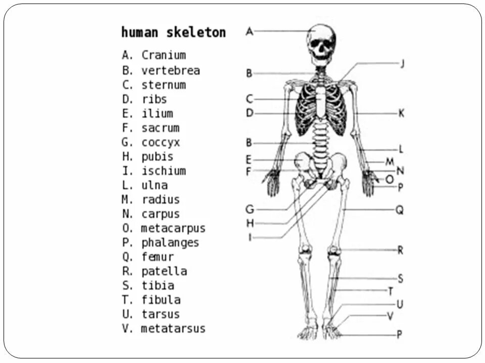 Скелет туловища человека анатомия латынь. Строение скелета на латыни. Скелет человека с названием костей на русском и латинском. Скелет человека с латинскими названиями. Человек латинское название