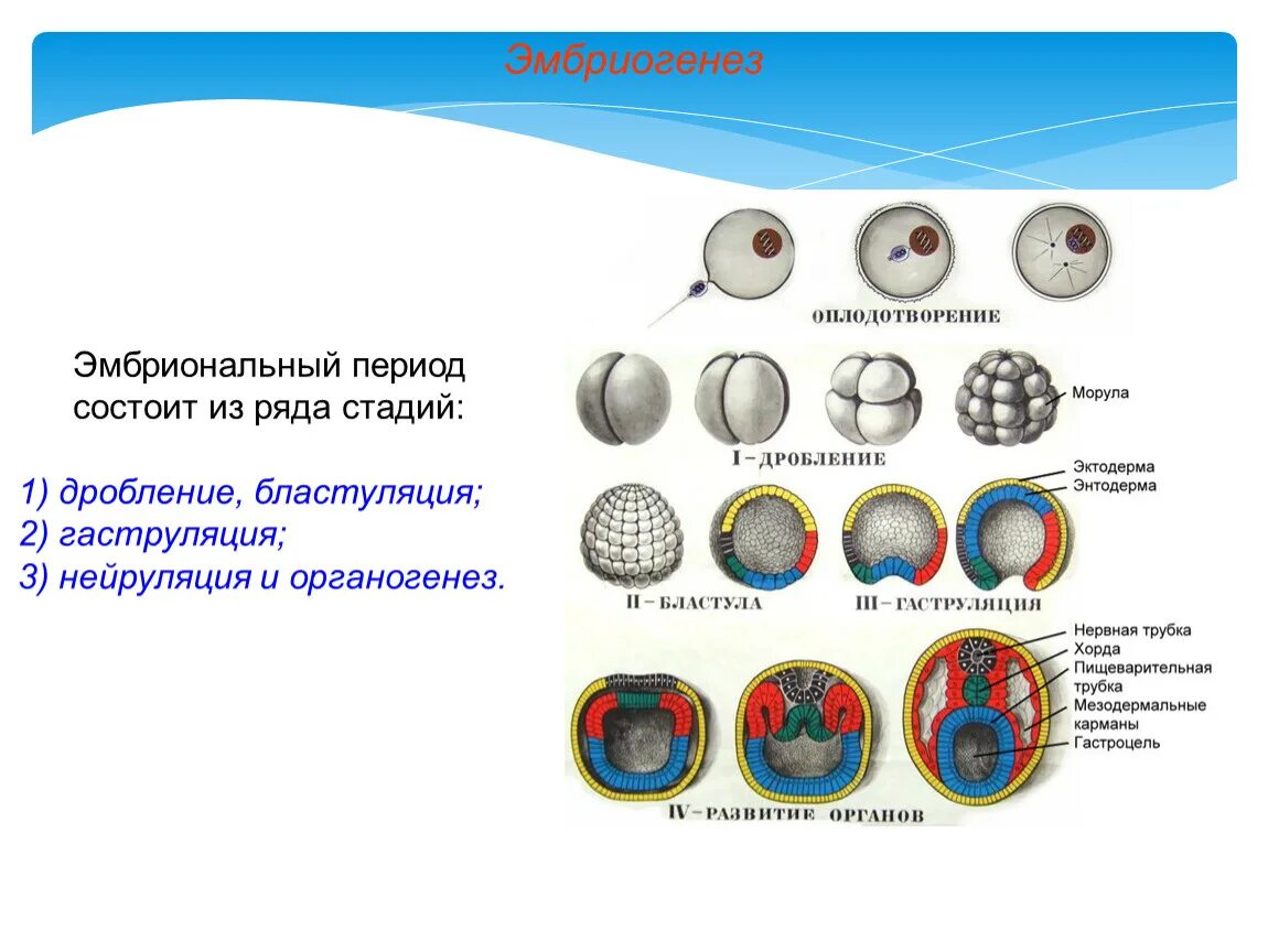 Стадия дробления эмбриогенеза. Эмбриональный период развития дробление гаструляция нейруляция. Эмбриональный период развития дробление. Эмбриональный период развития гаструляция.