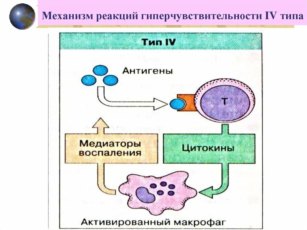 Иммунная гиперчувствительность. 4 Тип гиперчувствительности иммунология. Схема гиперчувствительности 4 типа. 4 Тип гиперчувствительности замедленного типа. Механизм развития реакции гиперчувствительности замедленного типа.