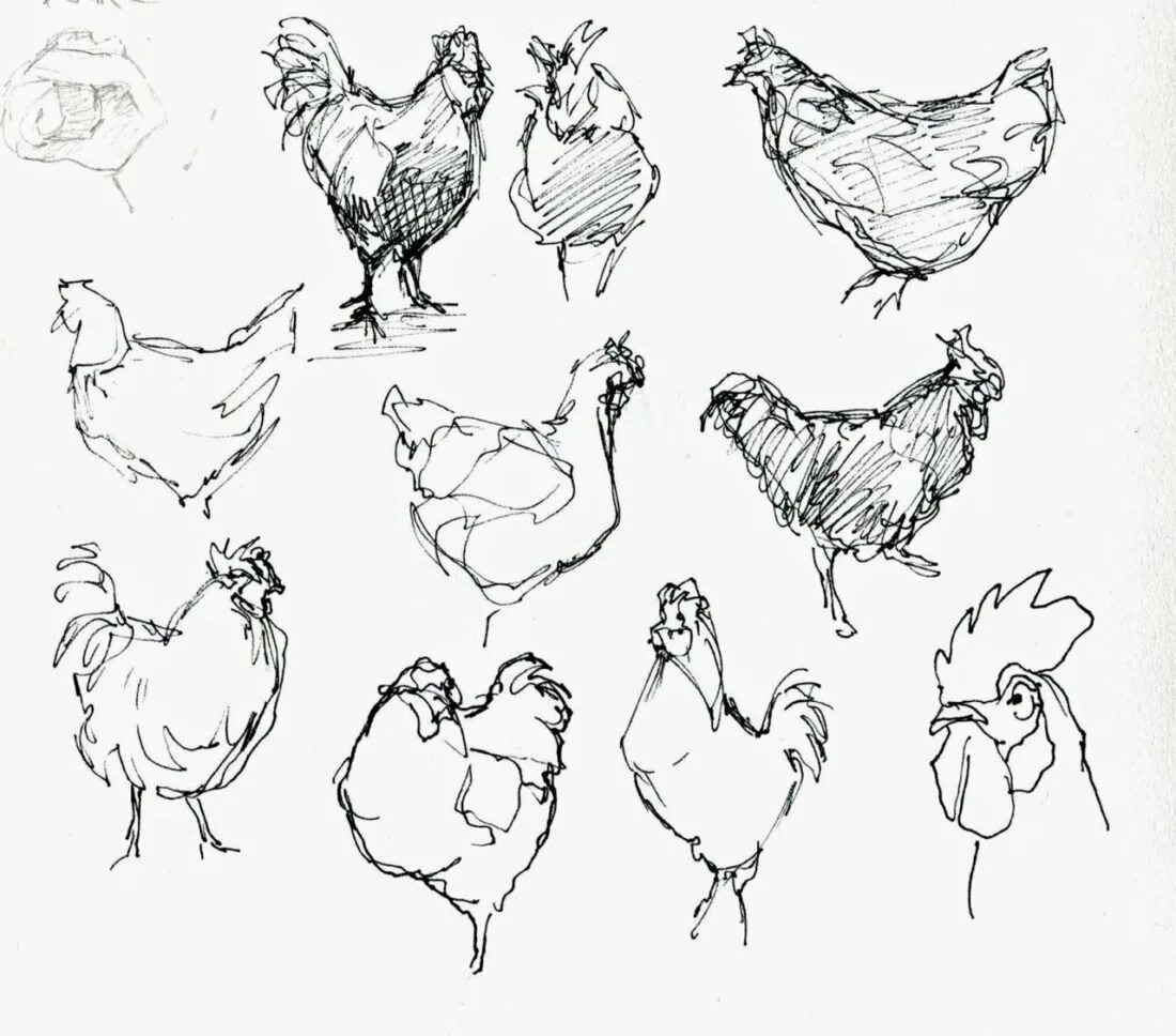 Как нарисовать курицу. Курица рисунок. Курица набросок. Наброски животных и птиц. Наброски домашних животных.