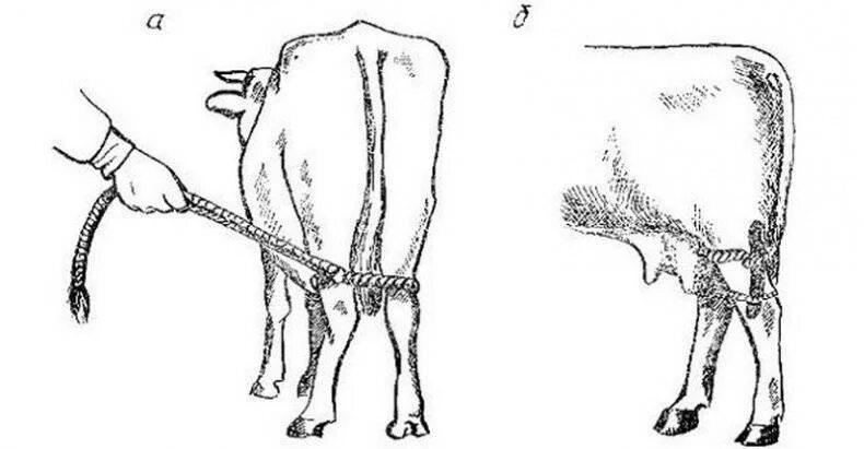 Фиксация тазовых конечностей коровы. Голенная закрутка у КРС. Фиксация тазовой конечности у КРС. Фиксация грудной конечности КРС.