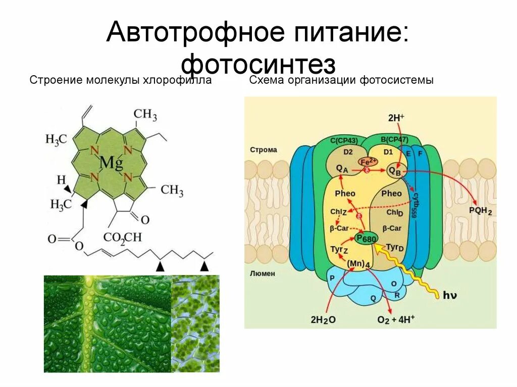Схема строения хлорофилла. Структура хлорофилла. Автотрофное питание фотосинтез. Структура молекулы хлорофилла. Фотосинтез происходит в клетках содержащих хлорофилл