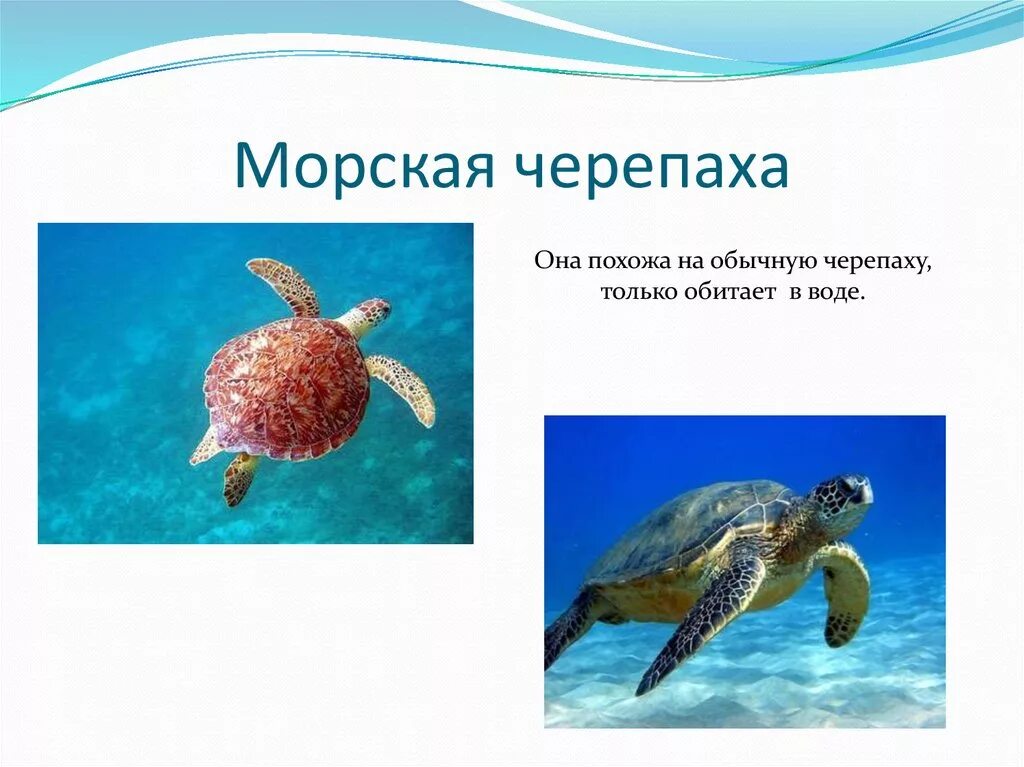 Сообщение про морскую черепаху 4 класс
