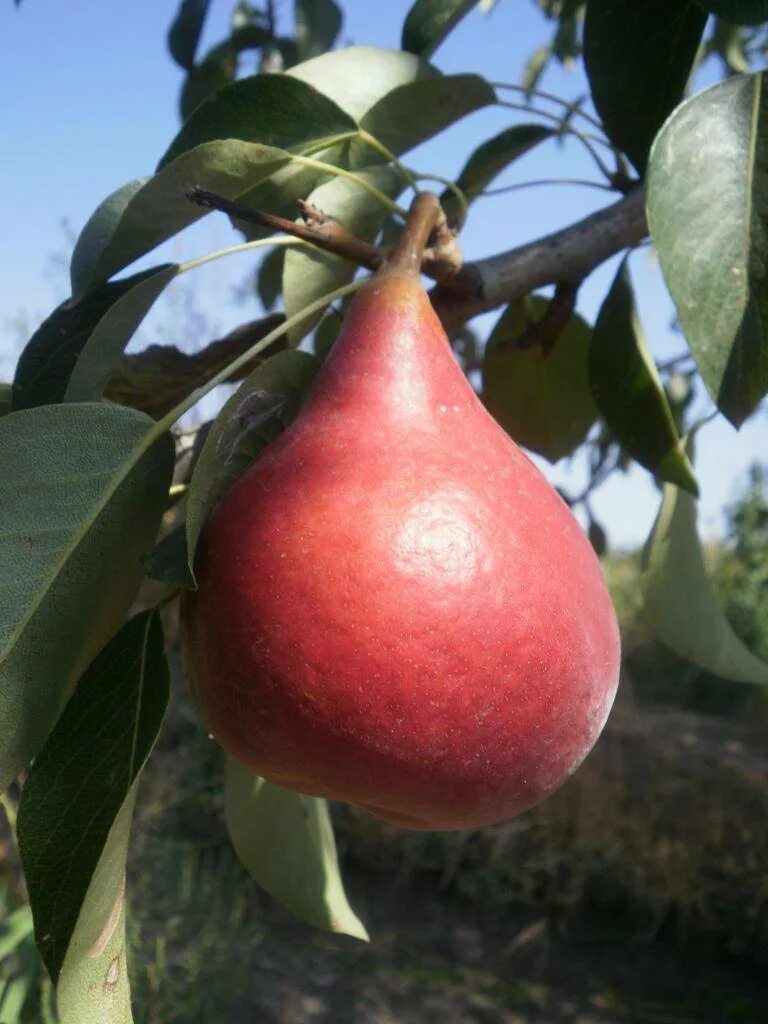 Груша вильямс красный описание сорта фото Red Anjou Pear. Need! These are so delicious! Pear trees