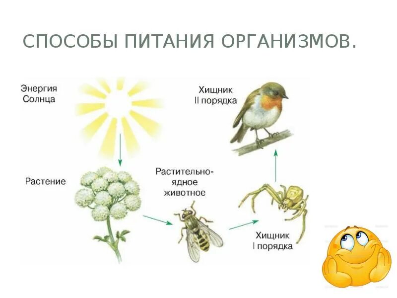 Способы питания организмов. Способы питания живых организмов. Способы питания организмов схема. Организмы по способу питания.