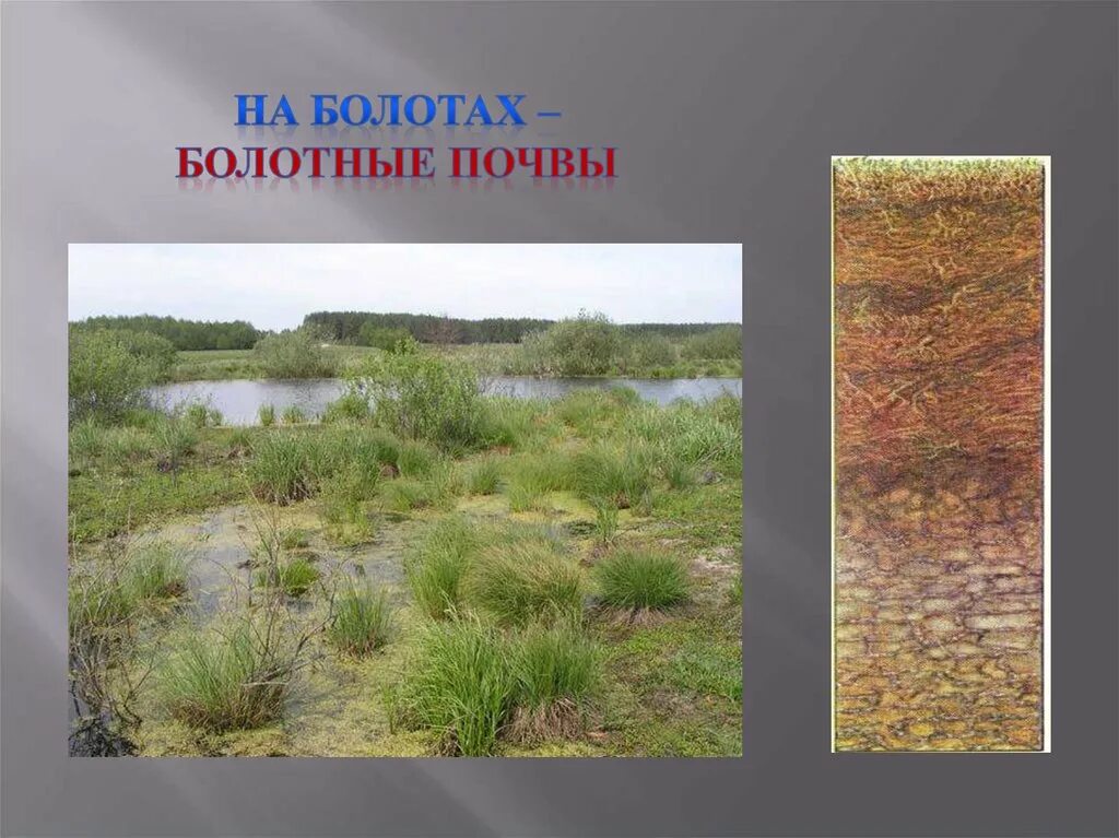 Почему растения плохо растут на заболоченных почвах