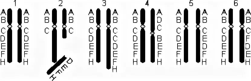 Хромосомные мутации делеция дупликация инверсия транслокация. Транслокация и инверсия. Делеция дупликация инверсия транслокация. Дупликация Тип мутации. Поворот хромосом на 180 градусов