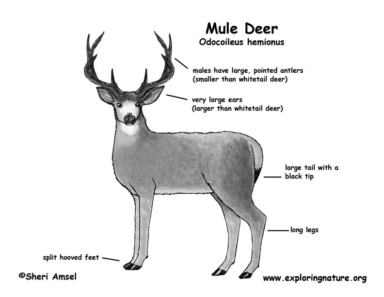 Строение ноги лося. Facts about deer. Deer parts. Туловище оленя. Deer parts.