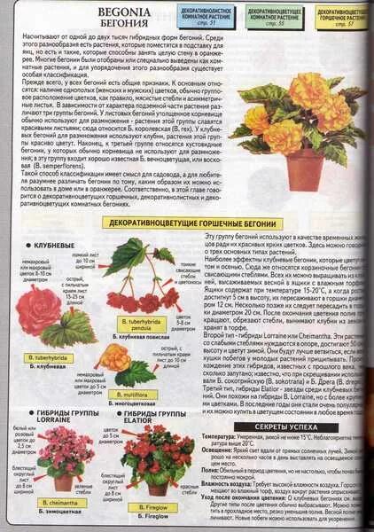 Прищипывать ли бегонию клубневую