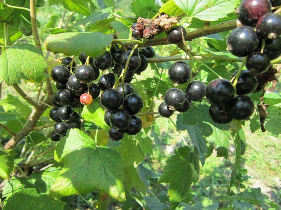 Смородина чёрная изюмная. Черная смородина сорт черная жемчужина. Правильные сладости пастилки 70г вишня. Смородина пермь. Смородина черная тибен.