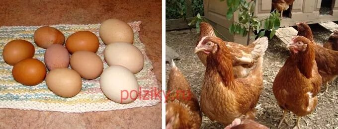 Яйцо кур родонит. Куры родонит цвет яйца. Яйцо родонит курицы. Браун ник яйцо. Родонит 3 порода кур описание