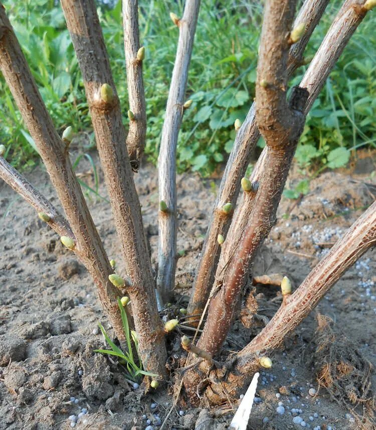 весенняя обрезка крыжовника ранней весной. обрезка кустарников смородины весной. обрезки смородины. обрезка смородины. обрезки смородины.