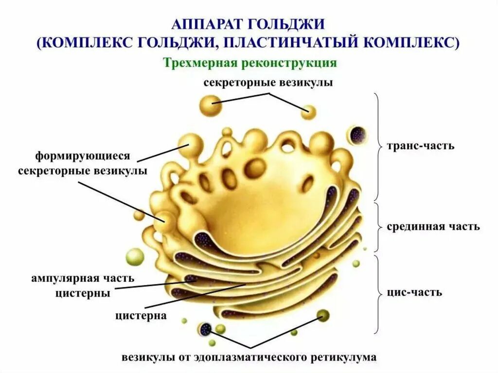Комплекс гольджи строение. Комплекс аппарат гольджи функции. комплекс гольджи эукариотической клетки. комплекс аппарат гольджи строение и функции. аппарат гольджи функции 5 класс.