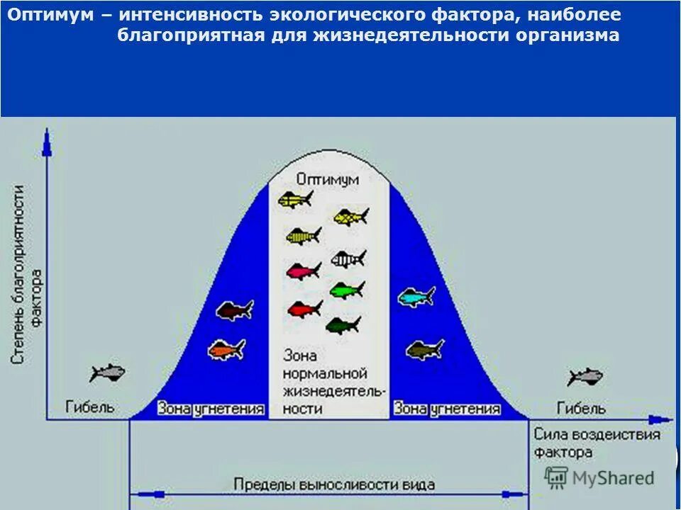 Какие экологические факторы являются лимитирующими. Схема действия фактора среды на организмы. Схему действия факторов. Схема действия экологического фактора. Закон оптимума фактора экология.