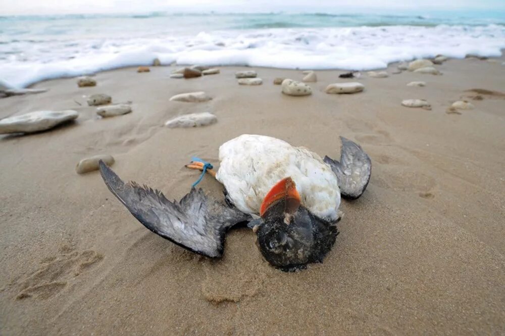 Вымирание животных и птиц. Морские обитатели в мусоре. Вымирание животных из за загрязнения.
