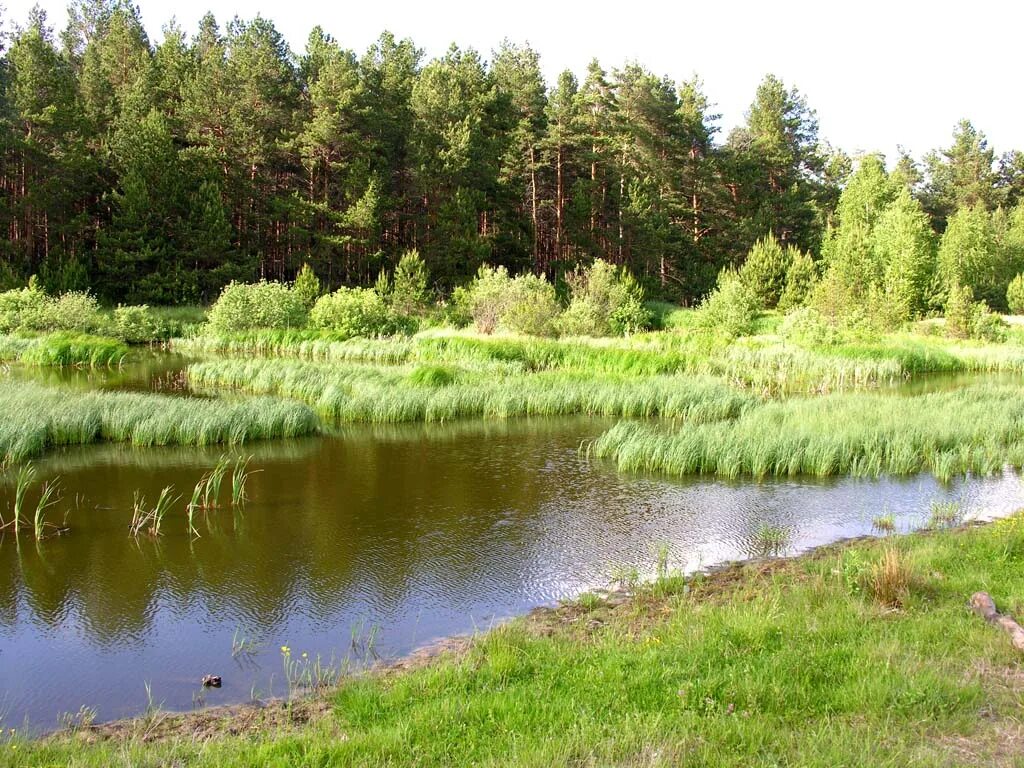 Шмелев пруд Ардатовский район Мордовия. Шмелев пруд Мордовия. Урочище Шмелев пруд Ардатовский район. Стрелецкая Слобода Рузаевский район пруд. Пруды мордовии