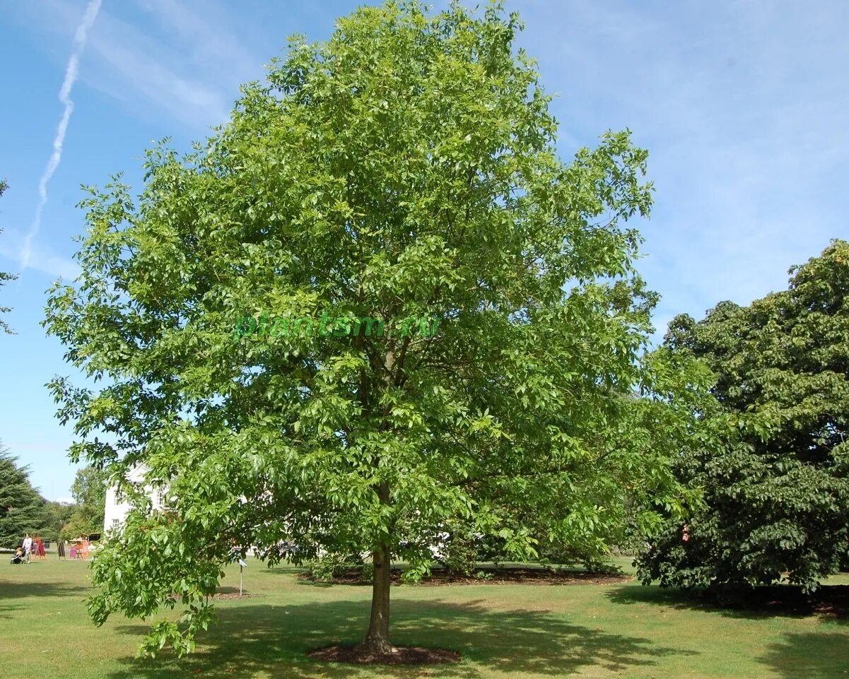 Ясень пенсильванский. Ясень пенсильванский Fraxinus pennsylvanica. Ясень пенсильванский (Fraxinus pennsylvanica Marsh.). Ясень обыкновенный Fraxinus Excelsior.