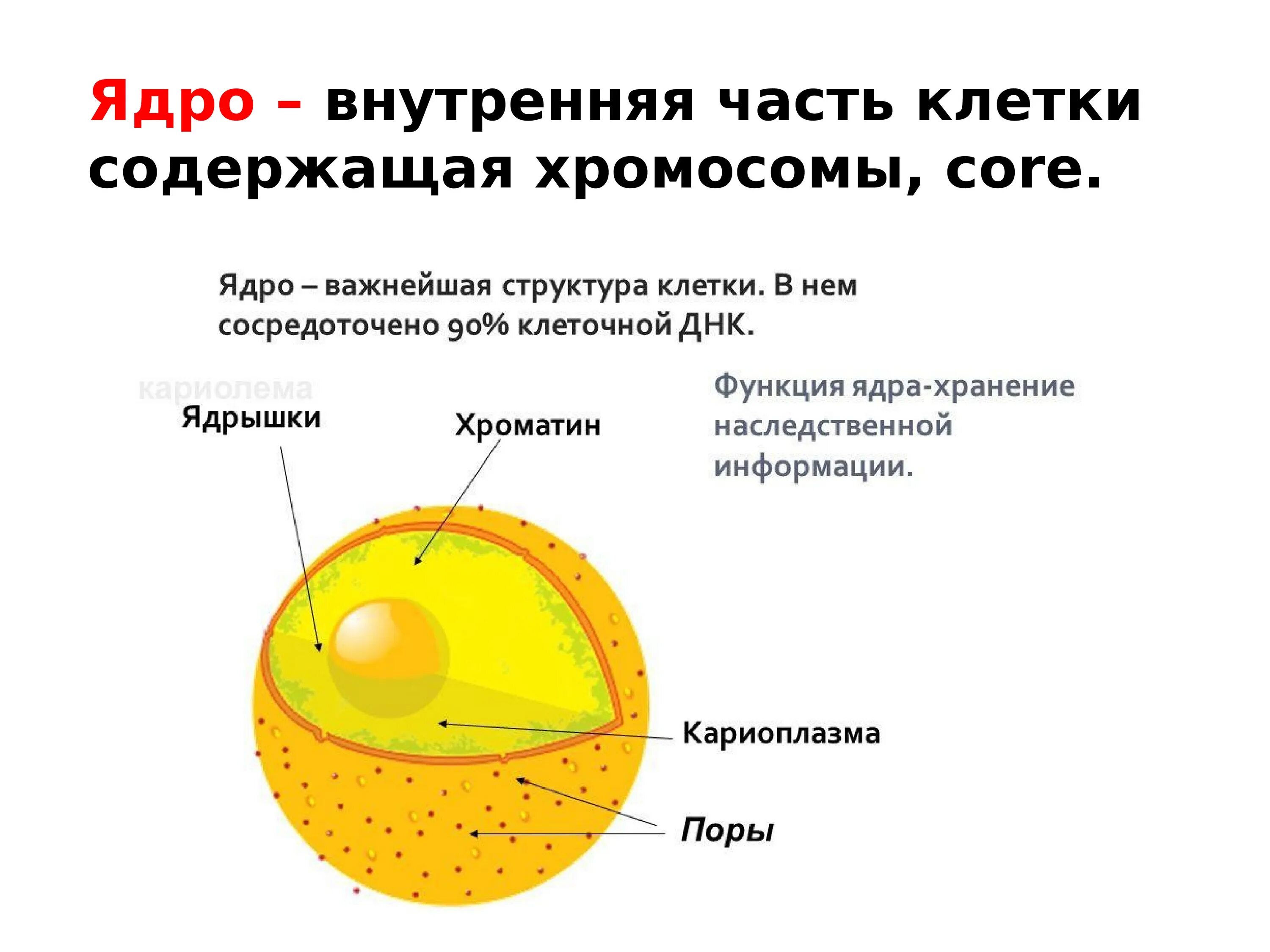 Строение ядра клетки. Строение ядра животной клетки. Строение ядра растительной клетки. Строение растительной клетки. Ядро и ядрышки. Ядро клетки схема