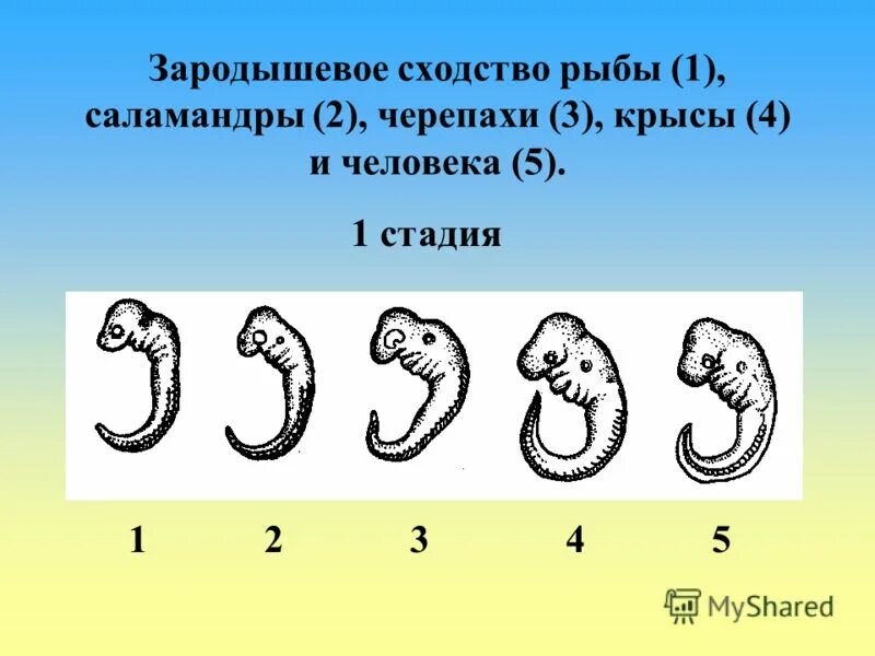 Наличие хвоста у зародыша человека на ранней. Зародышевое сходство у позвоночных. Сходство зародышей. Эмбриональное сходство. Эмбриональное развитие человека.