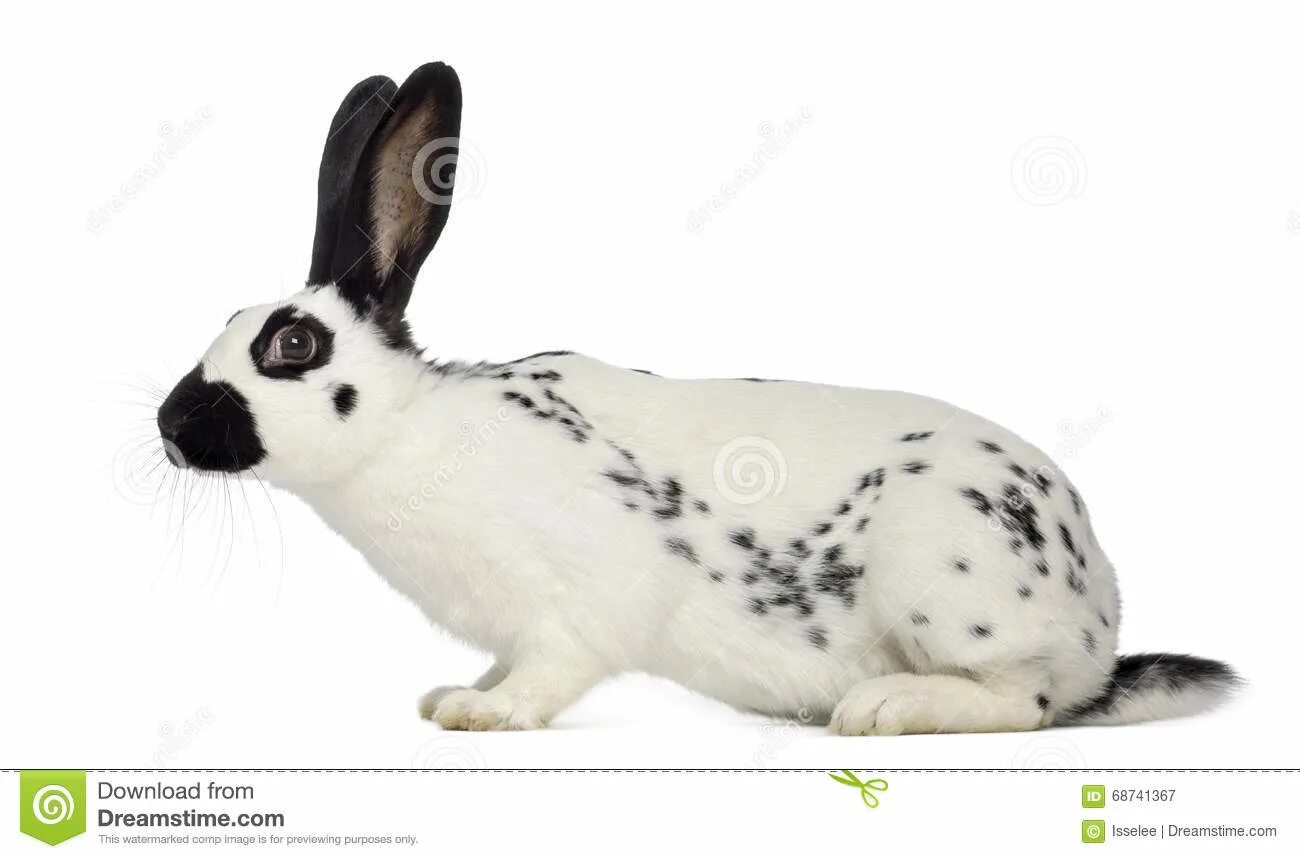 Черный кролик на английском. Пятнистый кролик. Кролики белые с пятнами порода. Кролик черно-белый пятнистый.