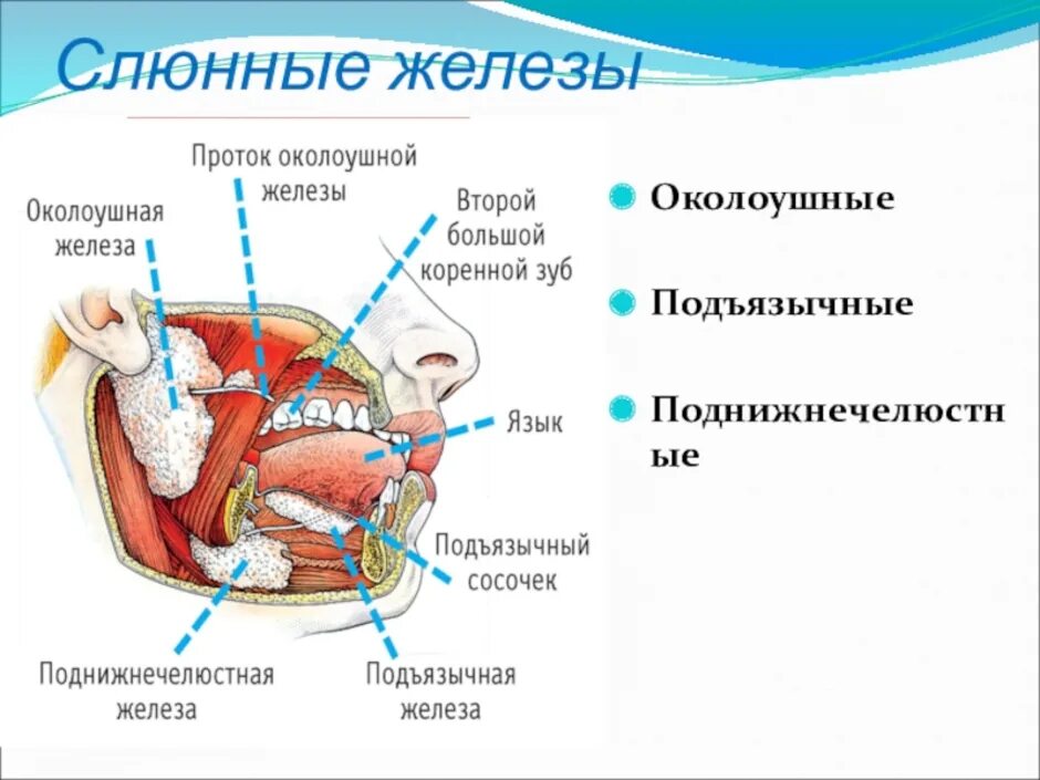 Проток околоушной железы анатомия. Строение подъязычной слюнной железы анатомия. Подъязычная слюнная железа топография строение. Секрет подъязычной слюнной железы.