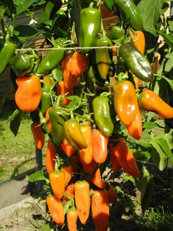 Перец сладкий оранжевое наслаждение f1 (geolia). Сладкий перец апельсинка. Сорт перца апельсин. Перец апельсин. Сорт перцев апельсин.