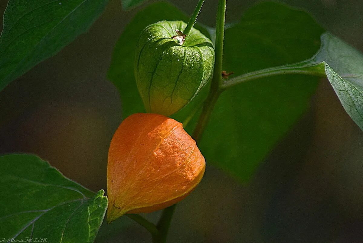 Физалис плоды. Физалис лампион. Физалис цветение. Лис физалис. Физалис земляничный.