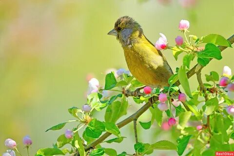 Весенние мотивы