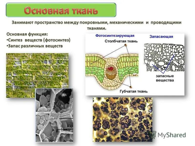 Запасная ткань растений. Фотосинтезирующая ткань растений функции. Ткани растений таблица фотосинтезирующая ткань. Основная фотосинтезирующая ткань растений функции. Основная фотосинтезирующая ткань рисунок.