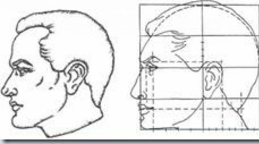 У взрослого человека голова занимает. Пропорции лица человека ФАС профиль. Схема головы человека в профиль и анфас. Схема пропорции головы человека в профиль. Пропорции головы человека анфас и профиль.