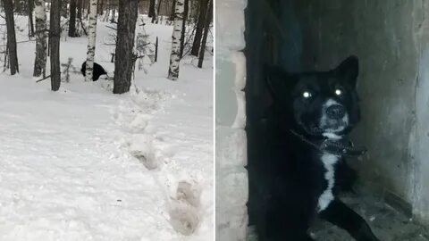 Оставили умирать 2