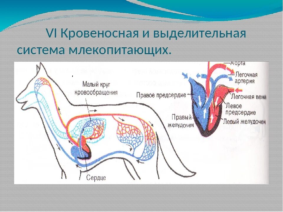 Какая кровь поступает у млекопитающих. Схема кровеносной системы млекопитающих 7 класс. Внутреннее строение млекопитающего кровеносная система собаки. Кровеносная система млекопитающих схема цепочка. Венозная система млекопитающих.