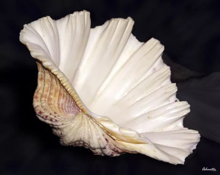 Ракушка розовый Наутилус (Rose Nautilus). Морская раковина Суринск. Необычные морские раковины. Большая Ракушка. Берилова ракушка