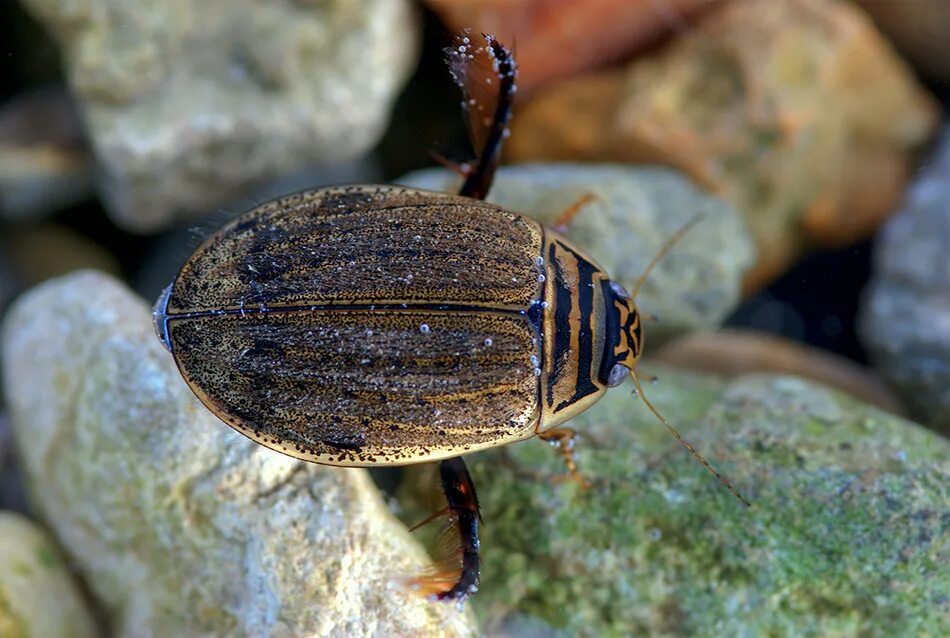Жук пл вунец. Полоскун бороздчатый acilius sulcatus. жук полоскун плавунец. плавунец бороздчатый. жук плавунец бороздчатый.