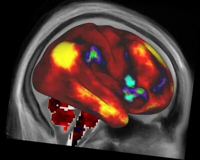 The second brain