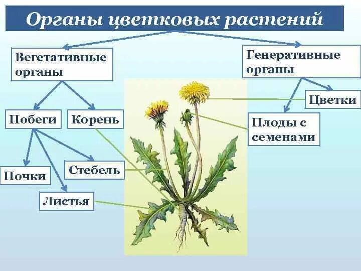 Установите последовательность соподчинения плоды генеративные органы. Вегетативные органы цветковых растений. Вегетативные органы корень стебель лист. Вегетативные органы цветкового растения. Вегетативные и репродуктивные органы растений.