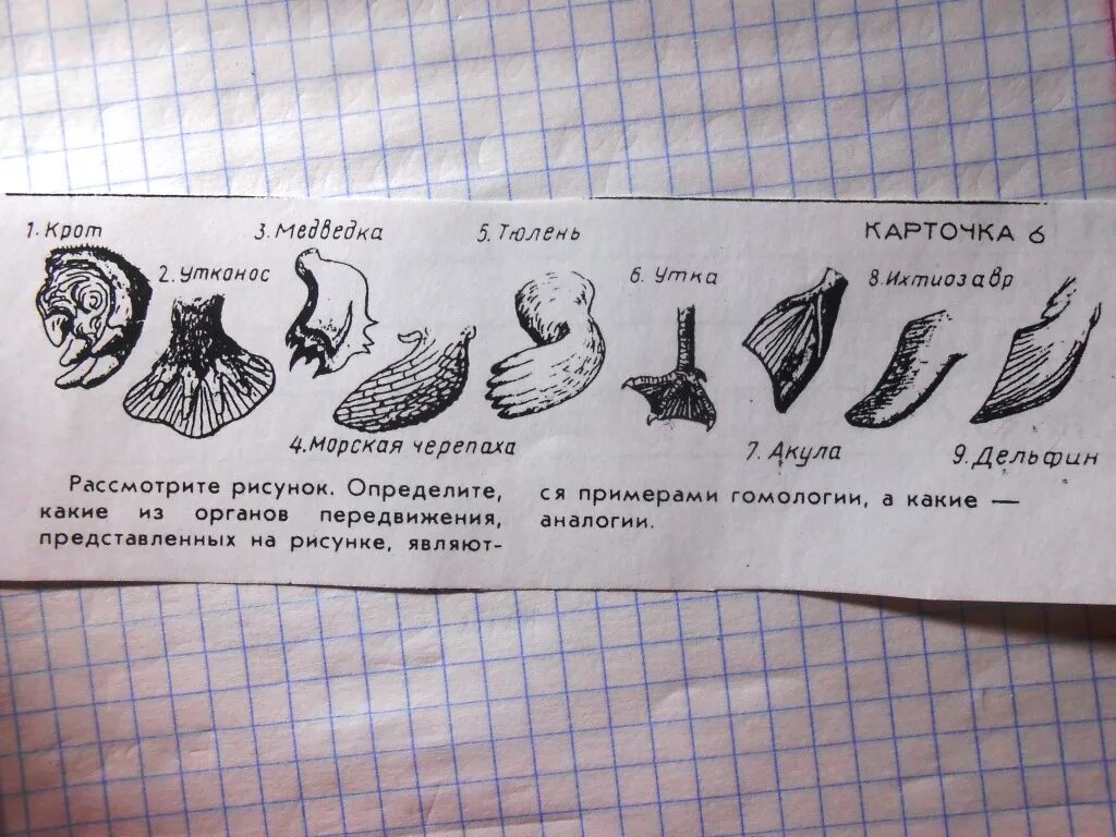 Рассмотрите рисунок 7 определите какое изображение. Дивергенция примеры. Дивергенция органы. Дивергенция и конвергенция примеры. Примеры дивергенции в биологии.